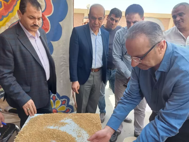 خلال عملية توريد القمح بمحافظة الفيوم
