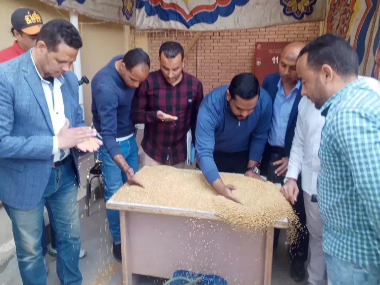 خلال عملية توريد القمح بمحافظة الفيوم