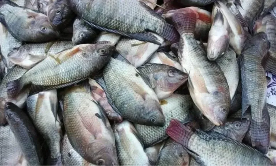 أسعار الأسماك اليوم