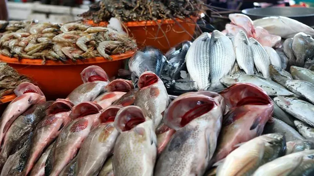 أسعار الأسماك 