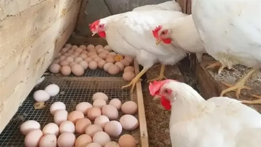 أسعار الفراخ