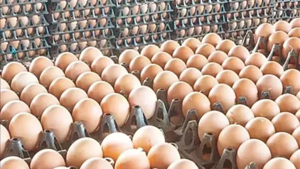أسعار البيض 